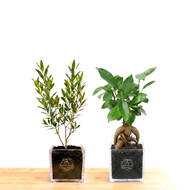 【ボタニカルソイルCUBE観葉】テーブルプランツ(Table Plants) マインドフルネスセット(オリーブ×ガジュマル)