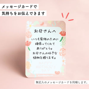 【母の日ギフト】土を使わない観葉植物テーブルプランツ(Table Plants) アンスリウム×陶器鉢セット