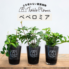 画像をギャラリービューアに読み込む, 【土を使わない観葉植物】テーブルプランツ(Table Plants) ペペロミア
