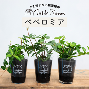 【土を使わない観葉植物】テーブルプランツ(Table Plants) ペペロミア