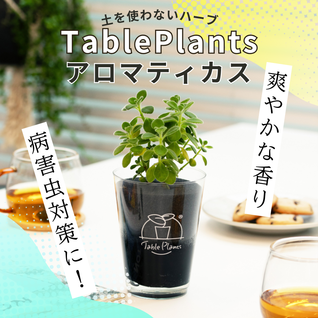 【土を使わないハーブ】ゴキブリ対策テーブルプランツ(Table Plants) アロマティカス　
