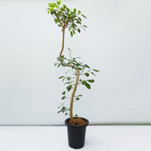 【一点物】フランスゴムの木 8号 高さ約140cm 沖縄の観葉植物 No.525