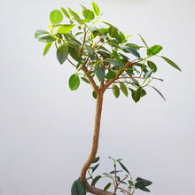 画像をギャラリービューアに読み込む, 【一点物】フランスゴムの木 8号 高さ約140cm 沖縄の観葉植物 No.525
