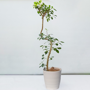【一点物】フランスゴムの木 8号 高さ約140cm 沖縄の観葉植物 No.525