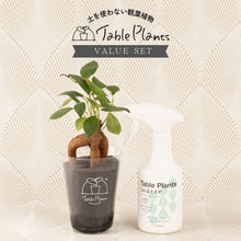 画像をギャラリービューアに読み込む, 【土を使わない観葉植物】テーブルプランツ(Table Plants) お得なおすすめセット
