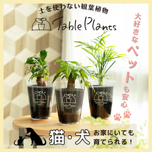 【ペットが居ても安心！】土を使わない観葉植物テーブルプランツ(Table Plants) 3種セット