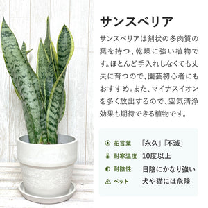 サンスベリア・ローレンティー  7号 シンプルな植木鉢セット
