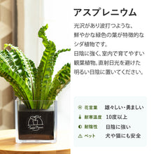 画像をギャラリービューアに読み込む, 【土を使わない観葉植物】テーブルプランツ(Table Plants) CUBE アスプレニウム
