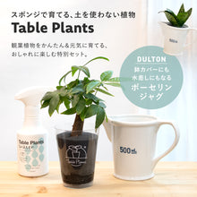 画像をギャラリービューアに読み込む, 【土を使わない観葉植物】 テーブルプランツ(Table Plants) ポーセリンジャグ+Waterセット
