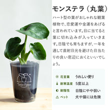 画像をギャラリービューアに読み込む, 【土を使わない観葉植物】テーブルプランツ(Table Plants) モンステラ・デリシオサ（丸葉）　※数量限定
