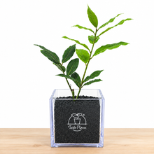 画像をギャラリービューアに読み込む, 【ボタニカルソイルCUBE観葉】テーブルプランツ(Table Plants) 月桂樹（ローリエ）
