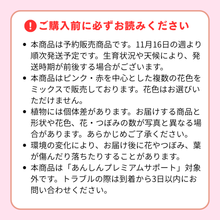 画像をギャラリービューアに読み込む, 予約受付中【ボタニカルソイルCUP鉢花】テーブルプランツ(Table Plants) シクラメンMIX
