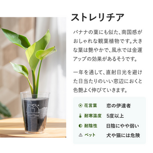 【アカシア素材ケース付】 テーブルプランツ(Table Plants) 3種セット　※土を使わない観葉植物