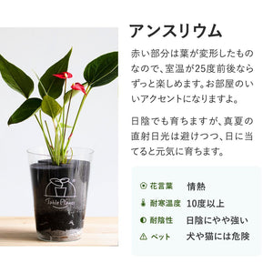 【母の日ギフト】土を使わない観葉植物 テーブルプランツ(Table Plants)アンスリウム×ブリキポットセット