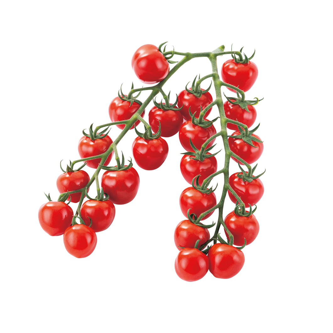 【限定32鉢】実付きミニトマト（プチぷよ2）野菜苗 5号 ※予約商品:6/29まで 出荷予定:7/4