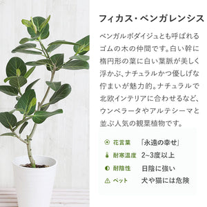 【一点物】フィカス・ベンガレンシス 10号 沖縄の観葉植物 No.204