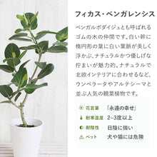 画像をギャラリービューアに読み込む, フィカス・ベンガレンシス 8号 沖縄の観葉植物 No.552 高さ約120cm
