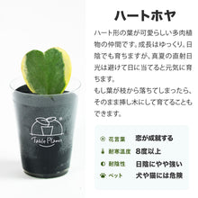 画像をギャラリービューアに読み込む, 【土を使わない観葉植物】テーブルプランツ（Table Plants）ハートホヤ バレンタインセット数量限定
