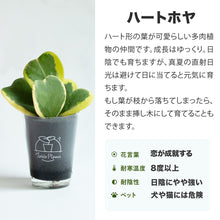 画像をギャラリービューアに読み込む, 【土を使わない観葉植物】テーブルプランツ（Table Plants）ハートホヤ（枝付き） バレンタインセット数量限定
