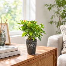 画像をギャラリービューアに読み込む, 【ボタニカルソイルCUP観葉】テーブルプランツ(Table Plants) 五色トウガラシMIX
