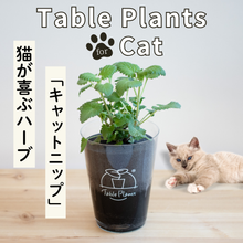画像をギャラリービューアに読み込む, 【土を使わない観葉植物】猫が喜ぶテーブルプランツ for Cat (Table Plants)キャットニップ　数量限定

