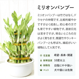 【限定34個】ミリオンバンブー(開運竹) 3段タワー仕立て 4号 ※予約商品:12/15まで 出荷予定:12/20　