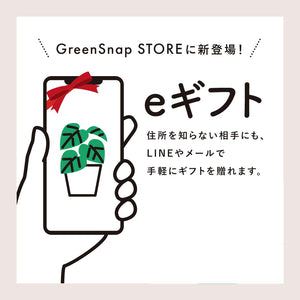 【超特大】サンスベリア・ゼラニカ 12号 シンボルツリー おしゃれ インテリアグリーン