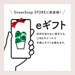 【ラッピング&木札付き】パキラ ねじり 7号 ギフトにおすすめ 鉢カバーセット 開店・開業祝い/移転・引っ越し祝い/誕生日祝い