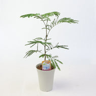 【室内におすすめ 観葉植物】ネムノキ・エバーフレッシュ 5号
