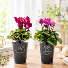 画像をギャラリービューアに読み込む, 予約受付中【ボタニカルソイルCUP鉢花】テーブルプランツ(Table Plants) シクラメンMIX
