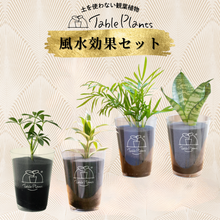画像をギャラリービューアに読み込む, 【風水効果あり！】テーブルプランツ(Table Plants) 2種セット ※土を使わない観葉植物
