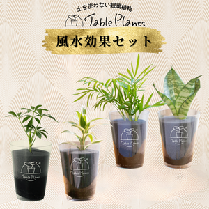 【風水効果あり！】テーブルプランツ(Table Plants) 2種セット ※土を使わない観葉植物