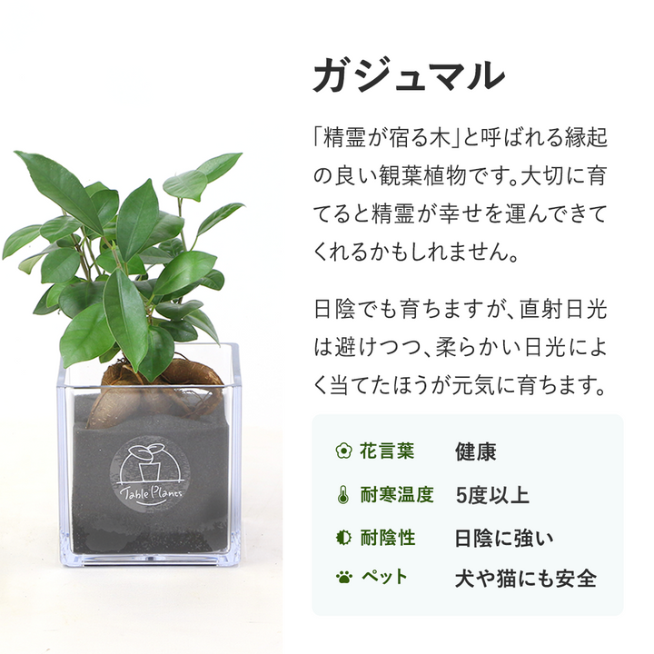 【土を使わない観葉植物】テーブルプランツ(Table Plants) ガジュマル