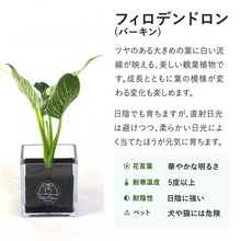 画像をギャラリービューアに読み込む, 【土を使わない観葉植物】テーブルプランツ(Table Plants CUBE) フィロデンドロン
