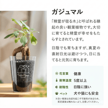 画像をギャラリービューアに読み込む, 【ボタニカルソイルCUP観葉】テーブルプランツ(Table Plants)
