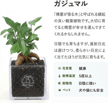 画像をギャラリービューアに読み込む, 【ボタニカルソイルCUBE観葉】テーブルプランツ(Table Plants CUBE)
