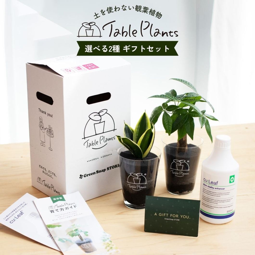 【ギフトセット】選べるテーブルプランツ(Table Plants)2種+cu:Leaf(活力剤)セット 土を使わない観葉植物