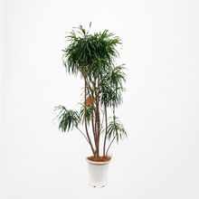 画像をギャラリービューアに読み込む, 【一点物】ドラセナ・リフレクサ 10号 沖縄の観葉植物 高さ約180cm No.132
