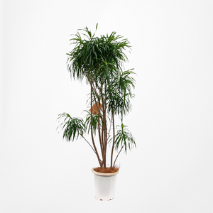 【一点物】ドラセナ・リフレクサ 10号 沖縄の観葉植物 高さ約180cm No.132