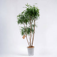 【一点物】ドラセナ・リフレクサ 10号 沖縄の観葉植物 高さ約180cm No.133