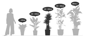 【一点物】フランスゴムの木 まがり 8号 沖縄の観葉植物 高さ約140〜160cm No.522