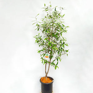 香川で育ったオリーブの木（ひなかぜ） 8号 鉢カバーセット ギフトにおすすめ