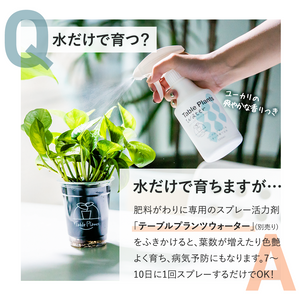 【土を使わない観葉植物】テーブルプランツ(Table Plants)ガーデンベアカップ