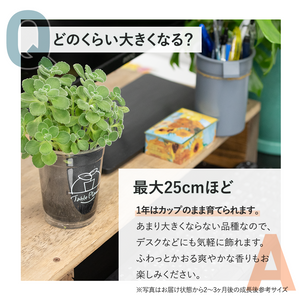 【土を使わないハーブ】ゴキブリ対策テーブルプランツ アロマティカス(Table Plants)