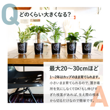画像をギャラリービューアに読み込む, 【土を使わない観葉植物】テーブルプランツ(Table Plants)ガーデンベアカップ
