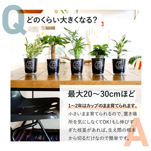 【土を使わない観葉植物】テーブルプランツ(Table Plants)ガーデンベアカップ