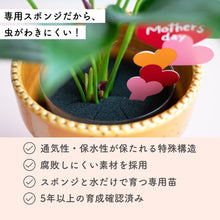 画像をギャラリービューアに読み込む, 【母の日ギフト】土を使わない観葉植物テーブルプランツ(Table Plants) アンスリウム×陶器鉢セット
