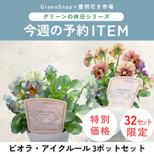 画像をギャラリービューアに読み込む, 【限定32セット】ビオラ・アイクルール 3号 3ポットセット ※予約商品:11/9まで 出荷予定:11/14
