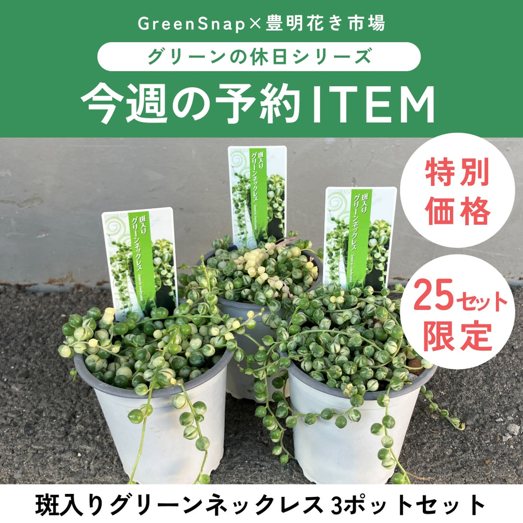 【限定25セット】斑入りグリーンネックレス  3号 3ポットセット ※予約商品:11/16まで 出荷予定:11/21