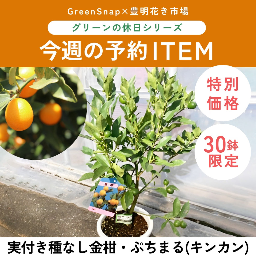 【限定30鉢】実付き種なし金柑・ぷちまる(キンカン) 6号 ※予約商品:10/26まで 出荷予定:10/31